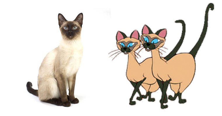 as verdadeiras raças dos gatos dos desenhos